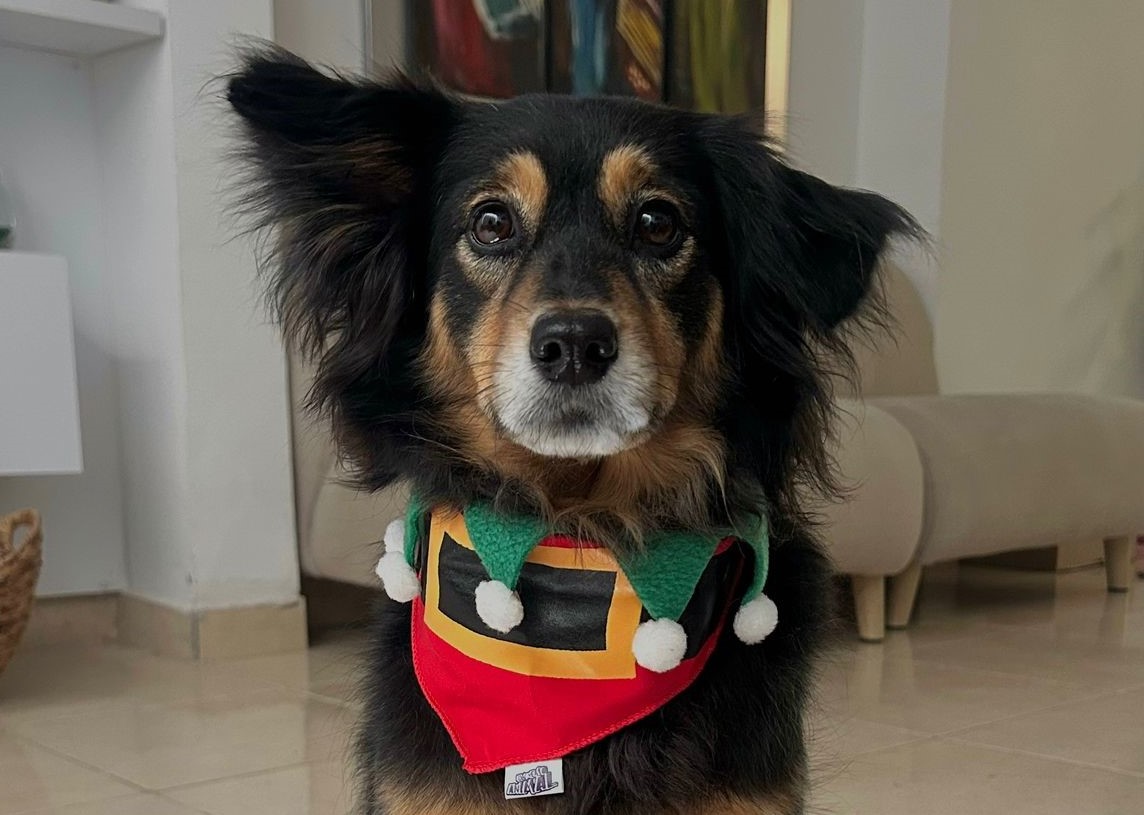 Trufa es la muestra más cercana que tenemos de ver los efectos de la contaminación auditiva que produce la pirotecnia, muchos huyen, mueren atropellados, de un infarto o nunca son encontrados. Foto: Cortesía.