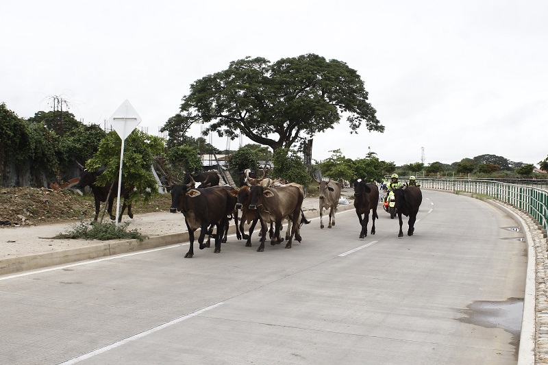 Semovientes en las vías: un problema de vida o muerte en el Cesar