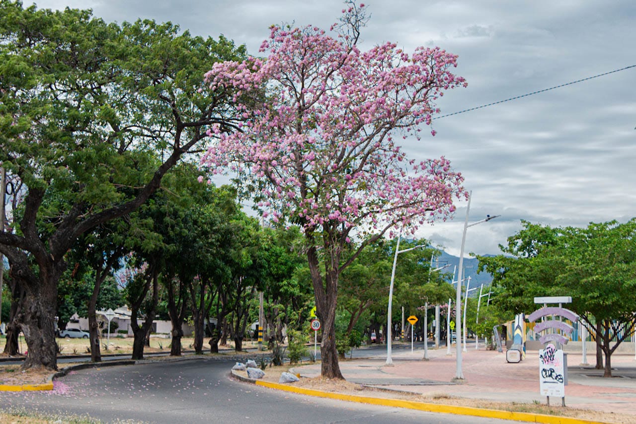 Las calles de Valledupar se engalanan con la floración del roble rosado