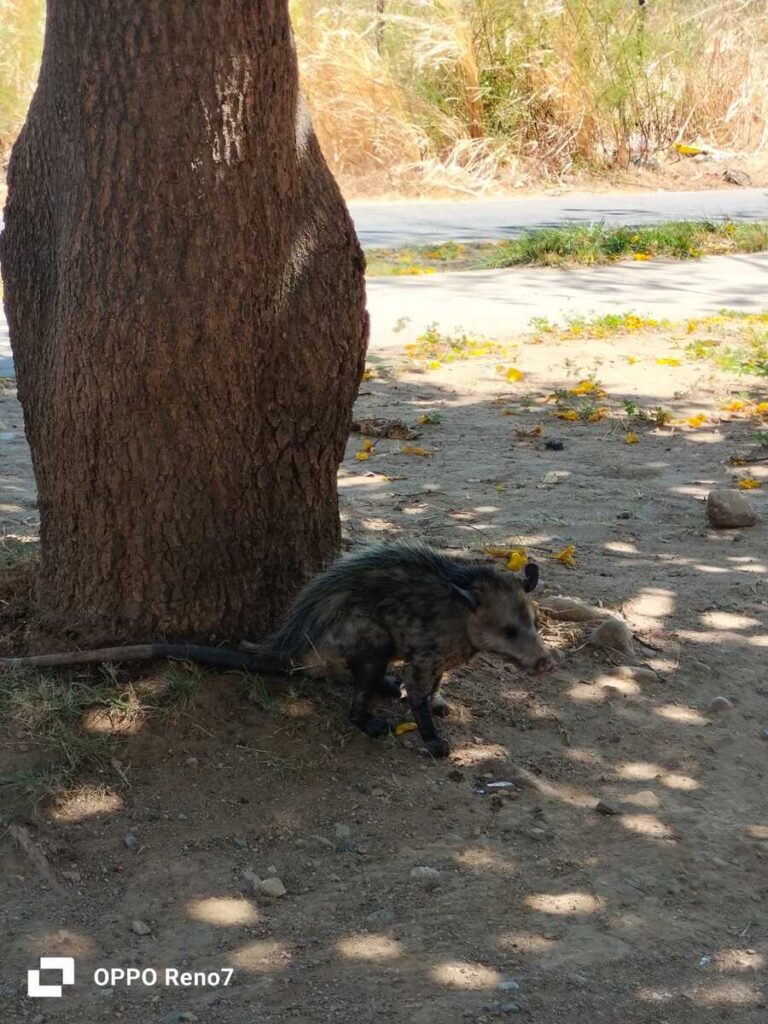 Masurpiales, serpientes, monos aulladores, ardillas, iguanas y jerre-jerres son animales que los bomberos encuentran en sus jornadas de atención a incendios. Foto: Cuerpo de Bomberos de Valledupar.