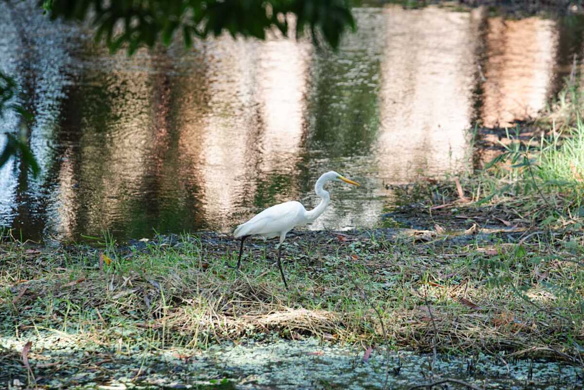 El humedal María Camila Sur, ubicado en la Comuna 4, busca convertirse en un centro de educación ambiental y gestor de la economía del cuidado en la ciudad. Foto: Jesús Ochoa.