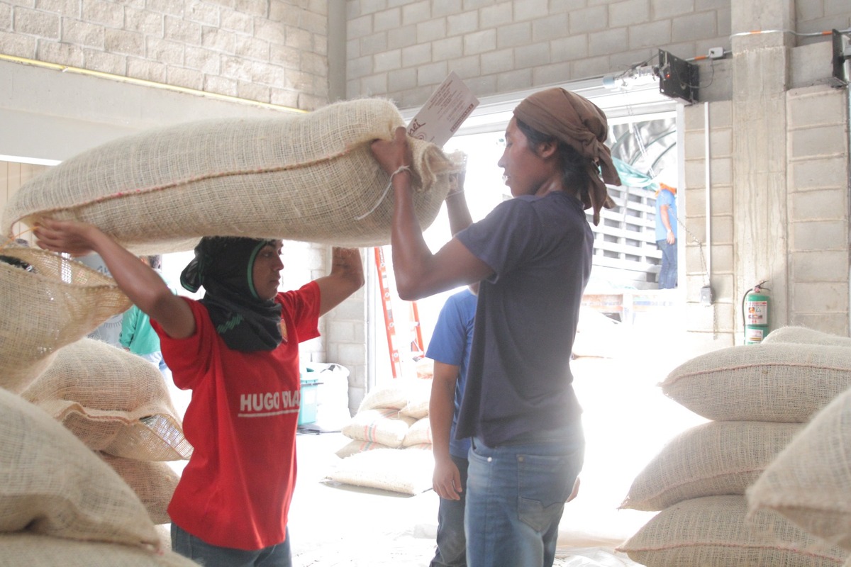 El Cesar aumenta exportación de cacao al mercado europeo