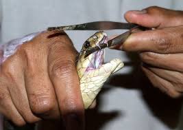 Durante el 2024 murió una persona en el Cesar por mordedura de boquidora o mapaná. Foto: LaRazón.