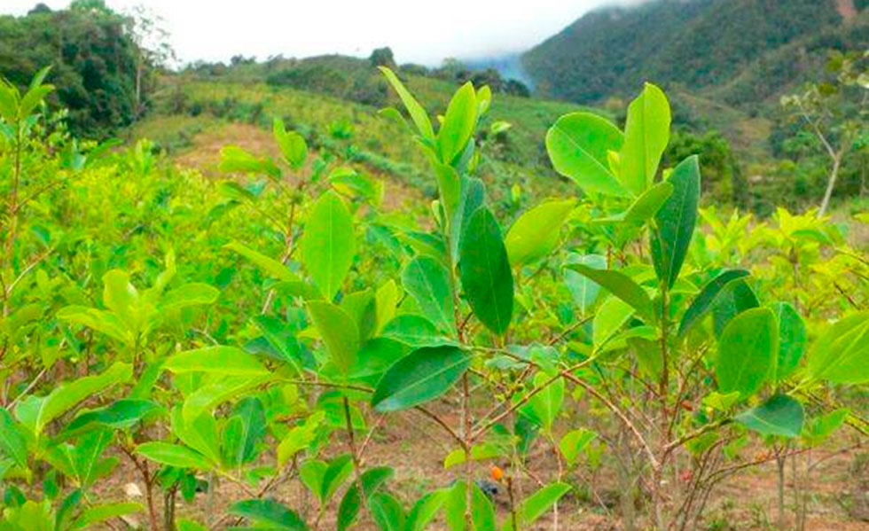 Antecedentes, fortalezas y debilidades de la nueva erradicación voluntaria en el Catatumbo: el piloto de Tibú