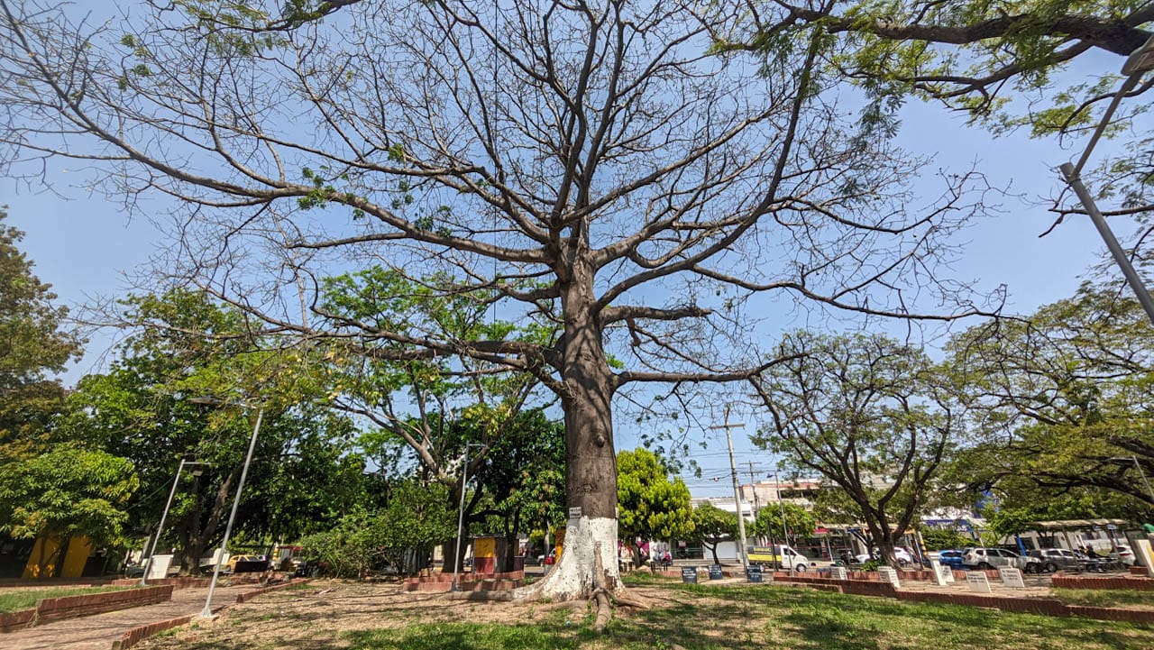 Preservación de árboles antiguos es el tema del 8° Foro del Árbol, el evento busca hacer un llamado a la ciudadanía para conservar especies como el del Parque de la Biblia. Foto: Jesús Ochoa.