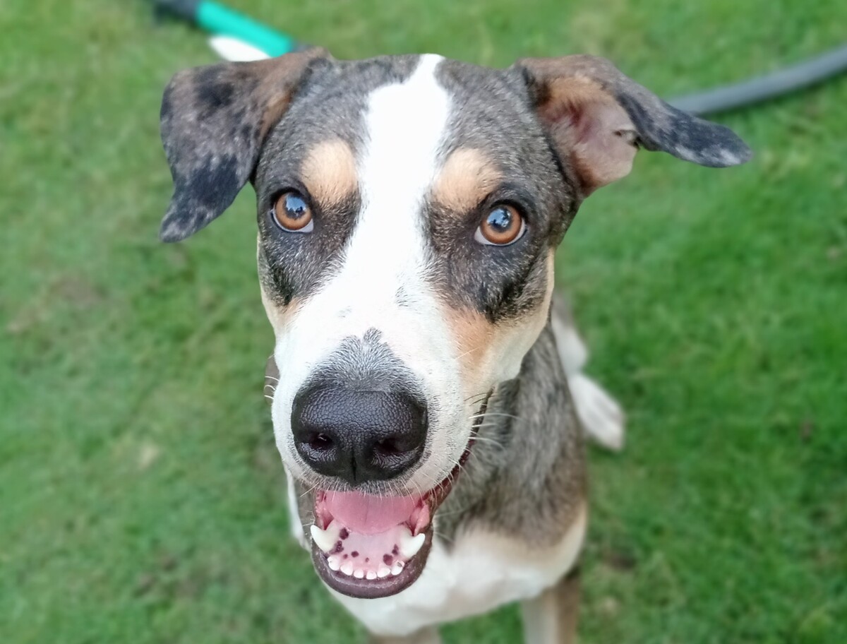 Perros en Valledupar encuentran protección bajo la nueva Ley Ángel, que prioriza su bienestar y combate el maltrato animal en la ciudad. Foto: Cortesía.