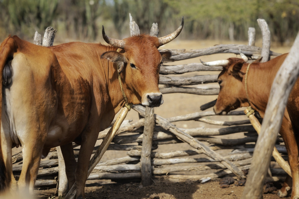 El Cesar, entre los departamentos en riesgo por la propagación de la ‘rabia silvestre’