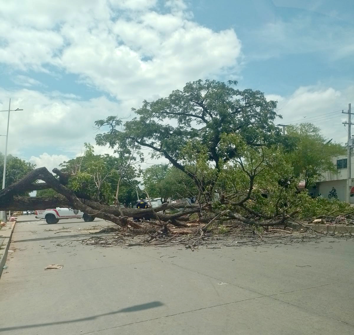 Árboles caídos bloquean la vía Terminalito, después de Mareigua en Valledupar, tras las fuertes lluvias de esta semana. Foto: Cortesía.