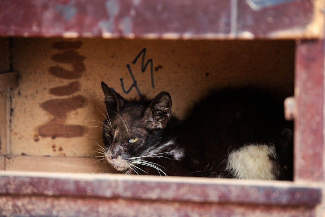 Animales tras el desalojo en el lote IDEMA esperan atención y una nueva oportunidad de vida, mientras la Alcaldía de Valledupar coordina acciones urgentes para su protección y bienestar. Foto: Jesús Ochoa.