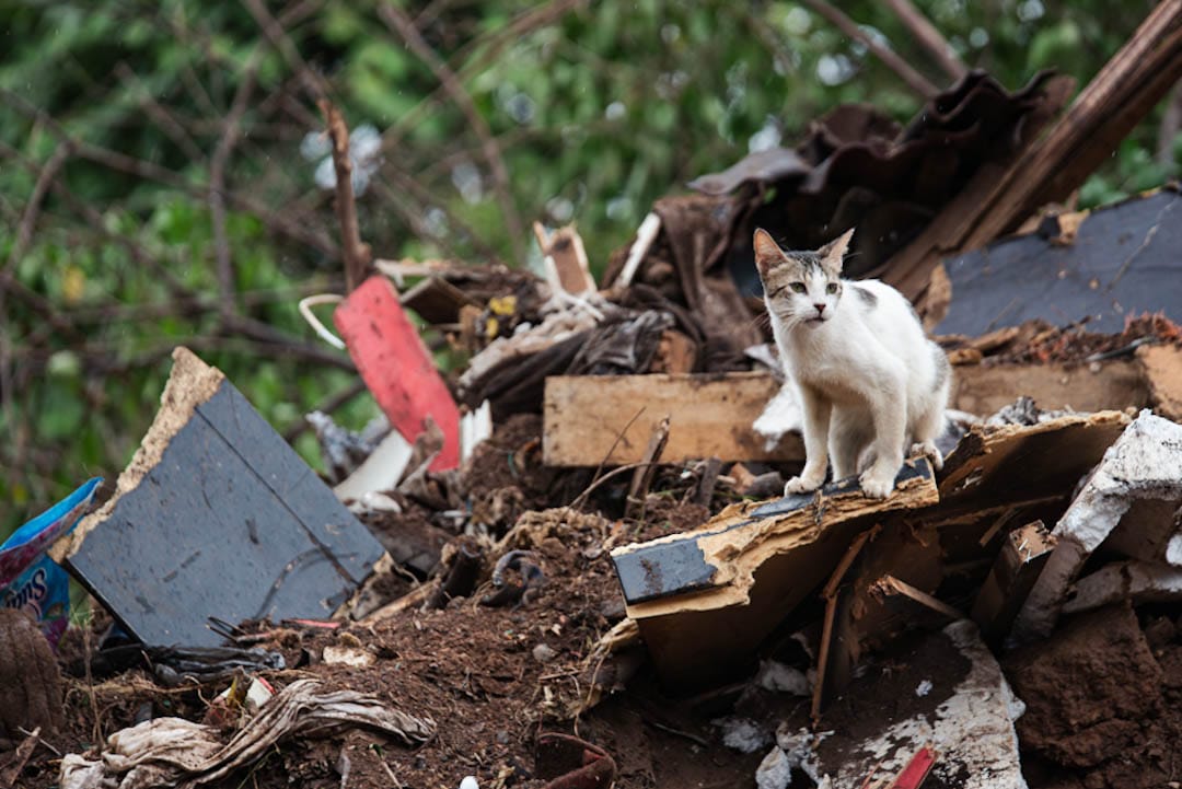 Entre los escombros del lote IDEMA, varios animales buscan refugio y alimento tras el desalojo, evidenciando la urgencia de soluciones y el drama que viven perros y gatos abandonados en condiciones precarias. Foto: Jesús Ochoa.