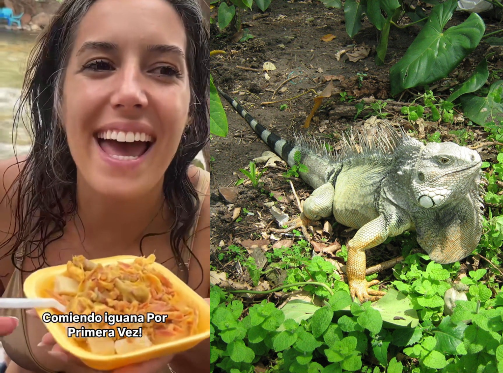 La iguana está bajo amenaza, según Corpocesar.