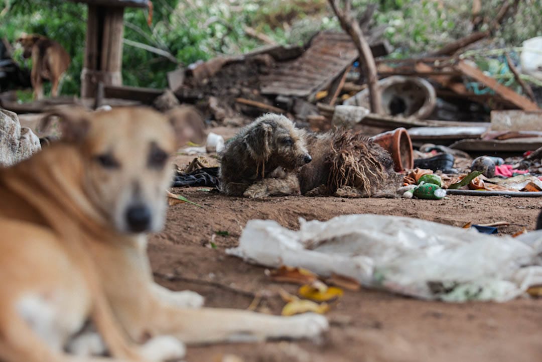 Perros y gatos en evidente estado de estrés durante el desalojo del lote IDEMA en Valledupar, una intervención que no contempló un manejo adecuado para garantizar su bienestar. Foto: Jesús Ochoa.