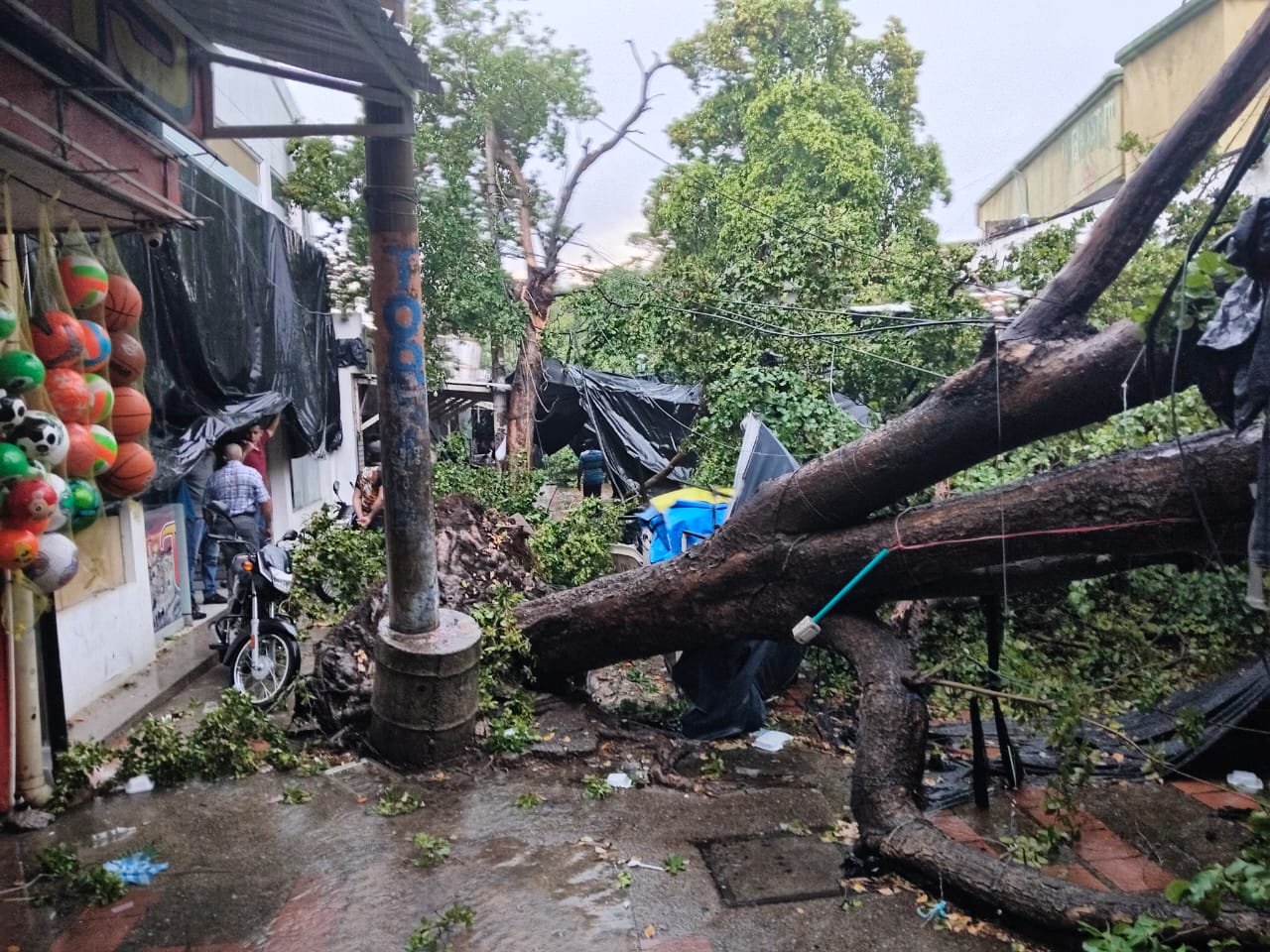 Foto de árbol caído en Valledupar.