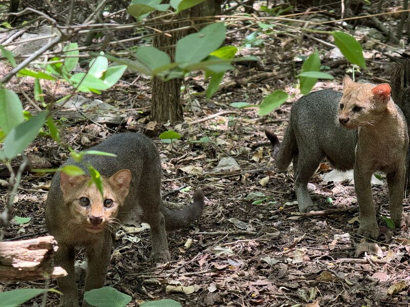Cerrejón liberó dos yaguarundíes tras un proceso de rehabilitación en su Centro de Fauna