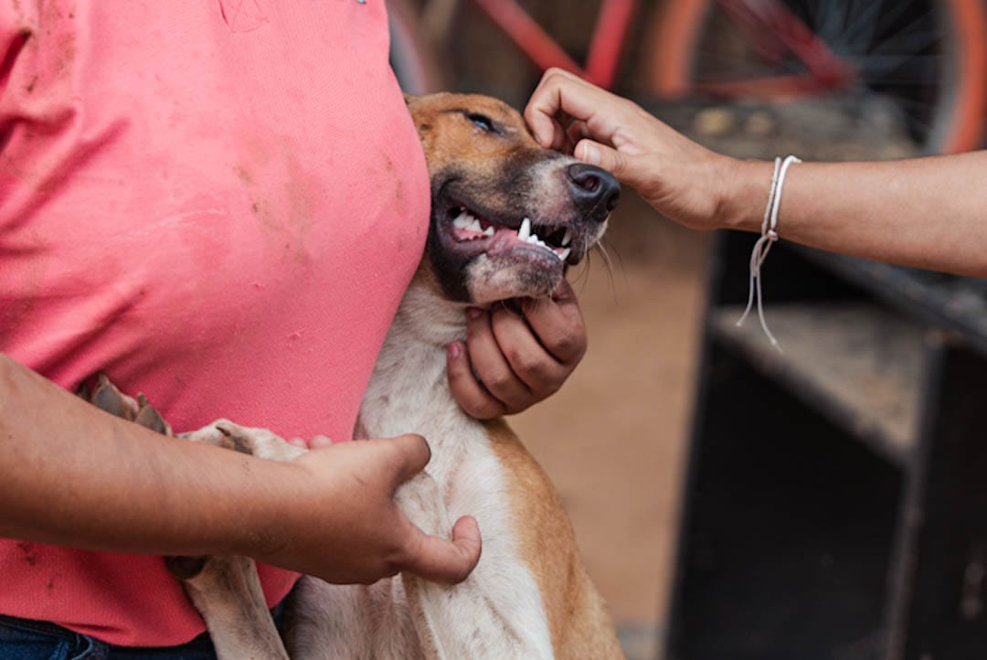 Perros del desalojo del lote Idema se beneficiaron de la labor del Comité Facilitador de la Política Pública de Protección y Bienestar Animal. Foto: Jesús Ochoa.