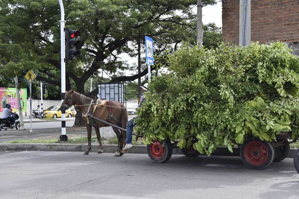 Algunas zonas críticas de disposición no autorizada de residuos en Valledupar, como las áreas detrás del pabellón de pescados y la clínica de alta complejidad, junto con el lote IDEMA y la galería popular. Foto: Jesús Ochoa.