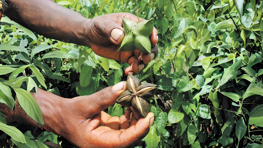 Las grasas vegetales y nuestra salud