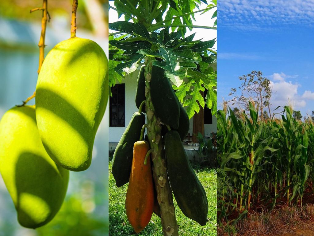 Mango, papaya u hortalizas: ¿cuál es la mejor alternativa para el agro del Cesar?