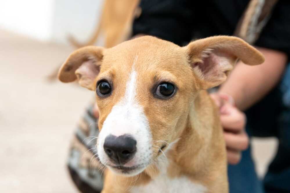 Perros y gatos en adopción en el CBA. Foto: Jesús Ochoa.