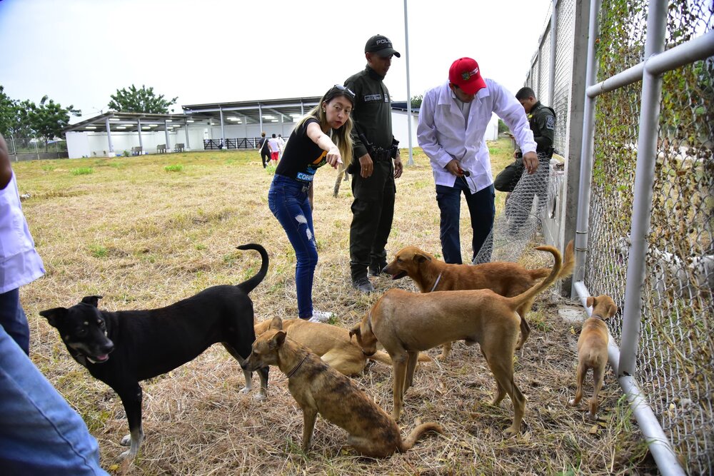 Traslado de perros y gatos desde el lote IDEMA al Centro de Bienestar Animal en Valledupar. Foto: Alcaldía de Valledupar.