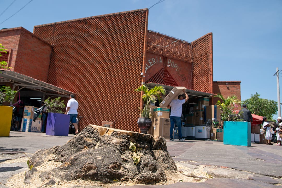Uno de los árboles talados frente a la fachada de la Galería Popular de Valledupar. Foto: Jesús Ochoa.