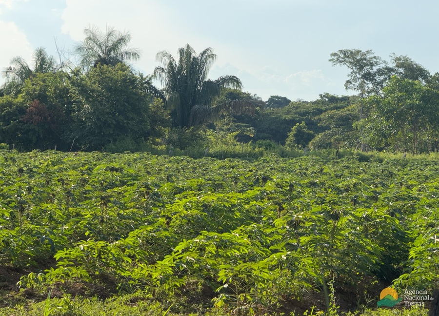 De la ganadería al cultivo: el renacer agrícola de la finca Calandaima en Chimichagua, Cesar