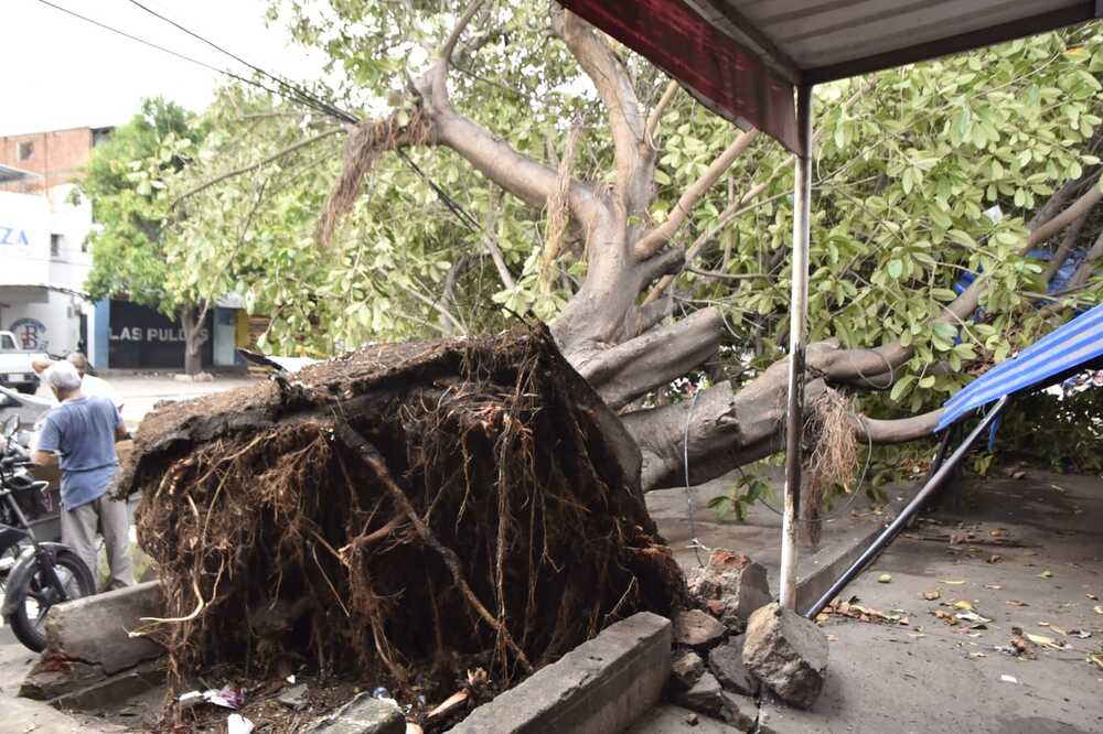 Árboles caídos y algunos desprendidos junto con el pavimento en diferentes avenidas de Valledupar tras el vendaval del 29 de julio, ha movilizado a las autoridades en la recuperación y manejo del arbolado municipal. Foto: Jesús Ochoa.