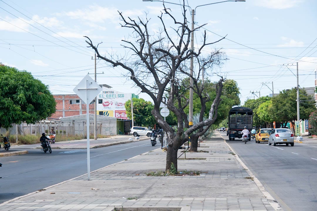 Avenidas de Valledupar presentan tramos con árboles secos y muertos. Foto: Jesús Ochoa.