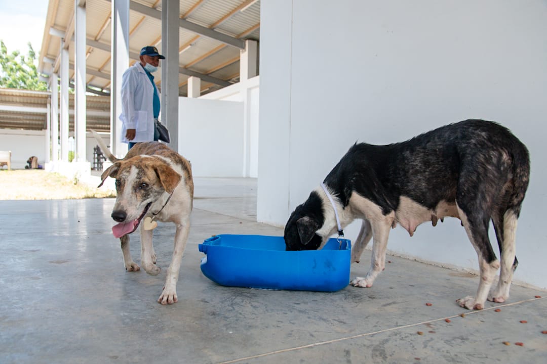 La mayoría de agresiones por animales transmisores de rabia son ocasionadas por perros, que representan más del 80 % de los casos reportados en el Cesar y Valledupar. Foto: Jesús Ochoa.