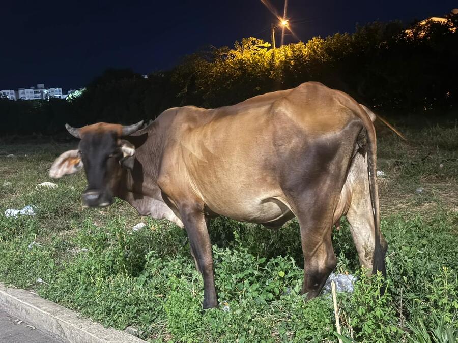 Los semovientes circulan por la carretera en horas de la noche, poniendo en riesgo a conductores y transeúntes.