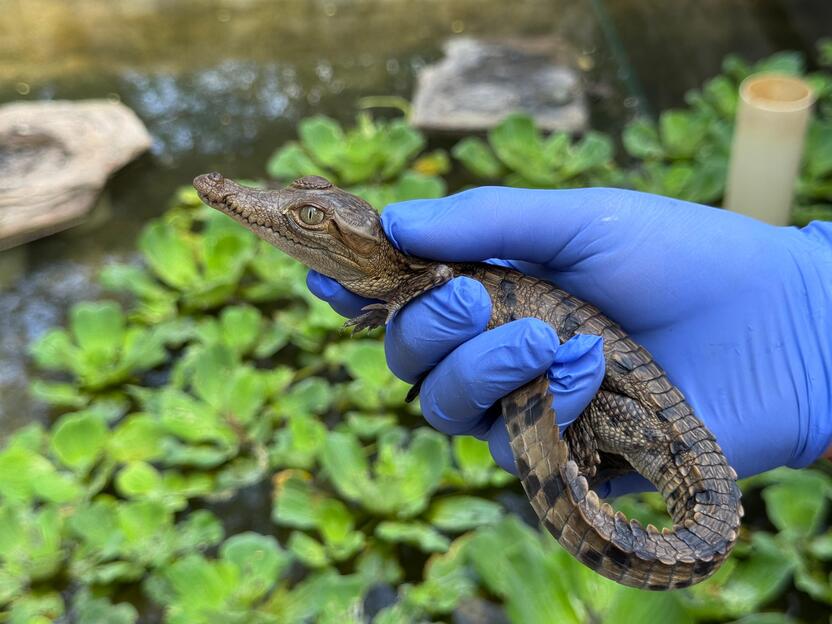 Caiman liberado en el Centro de Liberación de Cerrejón.