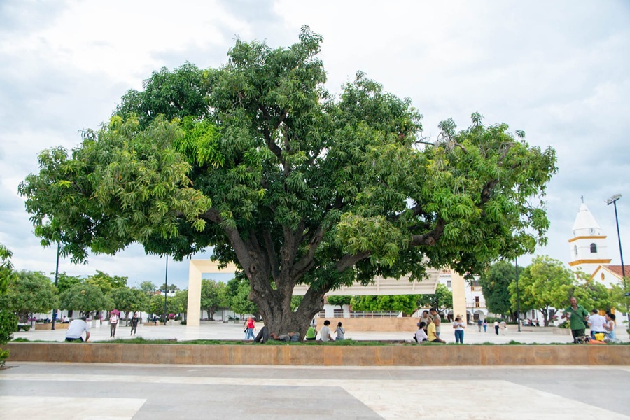 El mango de la Plaza Alfonso López