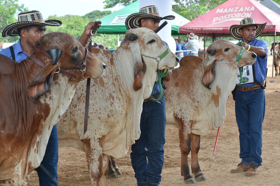 Feria Ganadera en Valledupar 2025: programación para el sábado 16 y domingo 17 de agosto 