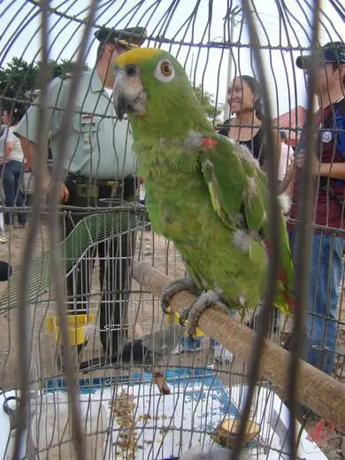 La tenencia de loros, guacamayas y especies silvestres está penada por la ley colombiana con multas y sanciones para quienes incumplen. Foto: Colprensa.