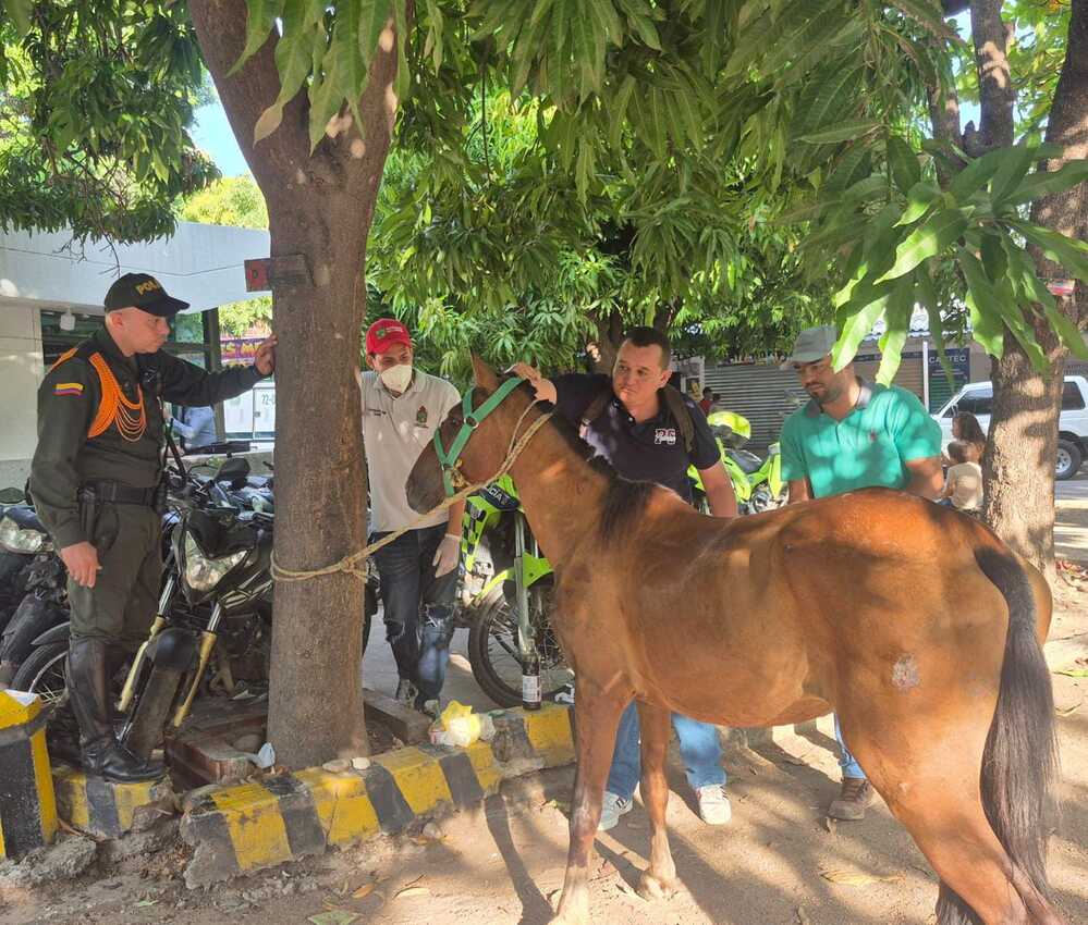 Policía Metropolitana de Valledupar rescató un caballo gravemente lesionado en el barrio Sabanas del Valle, en el segundo caso del año donde se captura a un conductor por maltrato animal en vehículos de tracción animal.