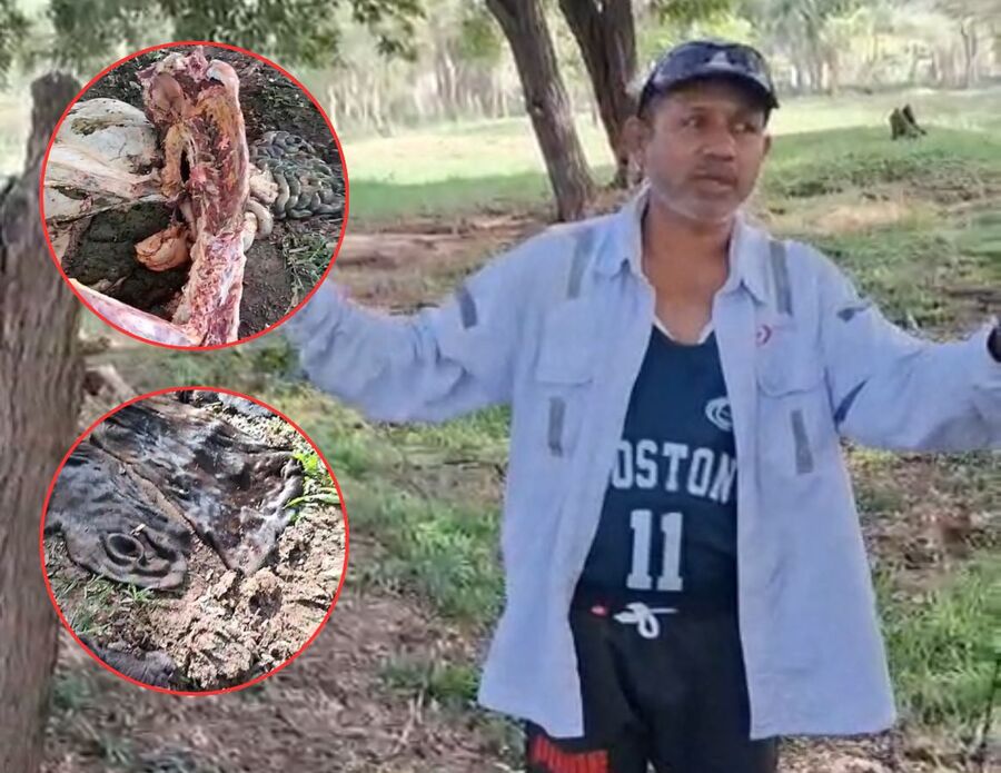 Ganaderos del corregimiento de Patillal, en Valledupar, amenazan con cerrar vías por ola de abigeato