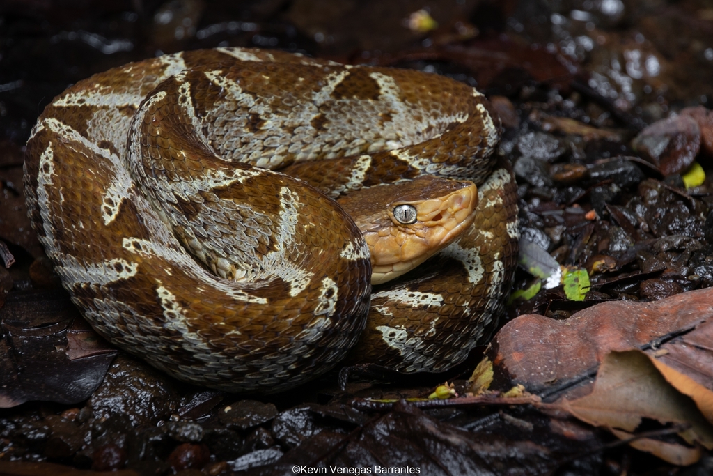 La boquidora o bothrops es la mordedura más frecuente por serpientes venenosas en el Cesar. Foto: Kevin Venegas Barrantes.