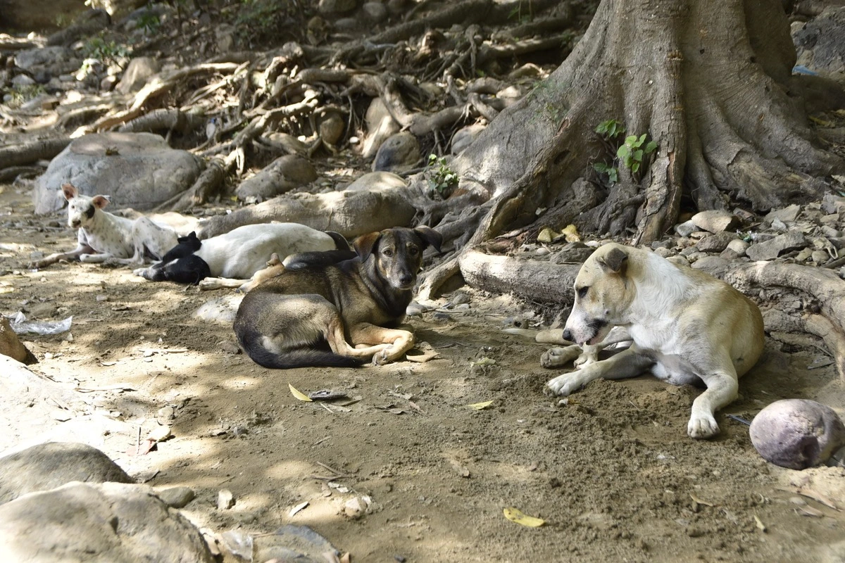 Cientos de perros callejeros buscan refugio y alimento a orillas del río Guatapurí, reflejando la realidad diaria de muchos animales sin hogar en Valledupar. Foto: Jesús Ochoa.