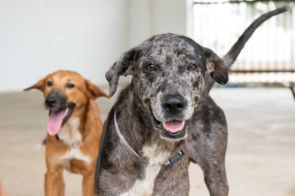 En el Día de San Francisco de Asís, perros y gatos del Centro de Bienestar Animal esperan con esperanza una nueva familia que los cuide y los ame. Foto: Jesús Ochoa.