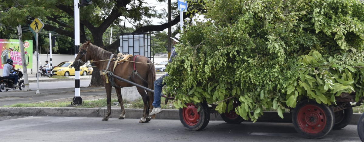 El alcalde Ernesto Orozco formalizó un convenio con Fondo Fenoge para entregar 100 motocarros eléctricos a conductores de vehículos de tracción animal, promoviendo una movilidad limpia y sostenible en Valledupar. FOTO: ARCHIVO.