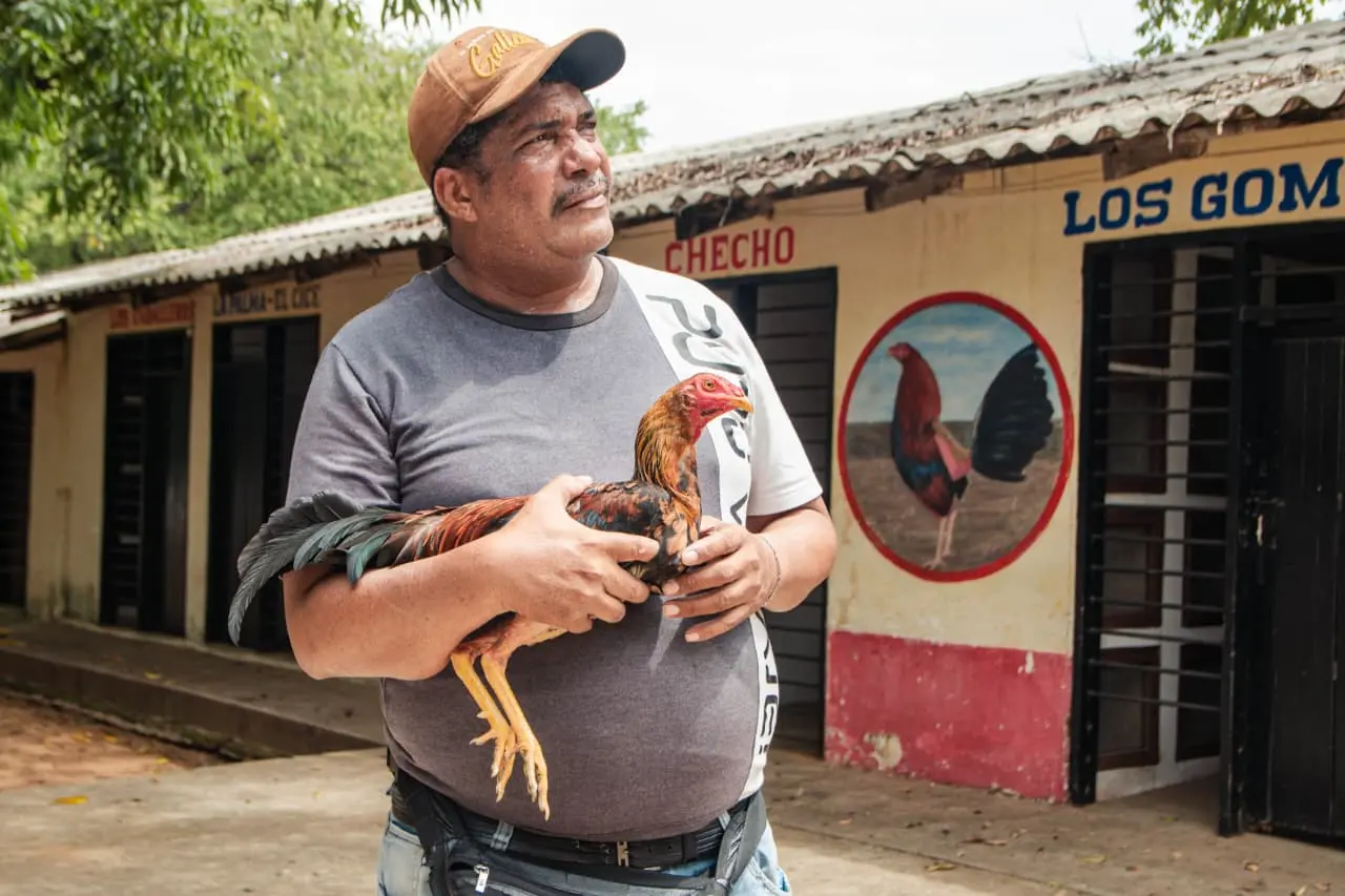 Elvis Enrique Barrios Pertuz, cuidador y administrador del coliseo gallístico Miguel Yaneth, vive en el recinto junto a su familia.
Sostiene a uno de sus seis gallos, un ejemplar gallino que considera su mejor ave. Foto: Jesús Ochoa. 
