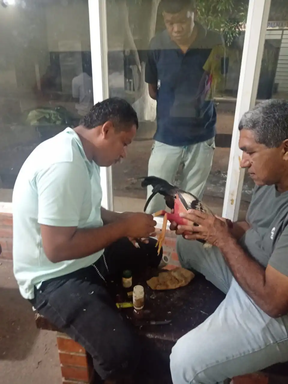 La calzada es un momento clave. Intervienen los calzadores, hombres de manos firmes y vista minuciosa. Son ellos quienes ajustan las navajas de acero sobre el espolón natural del gallo.