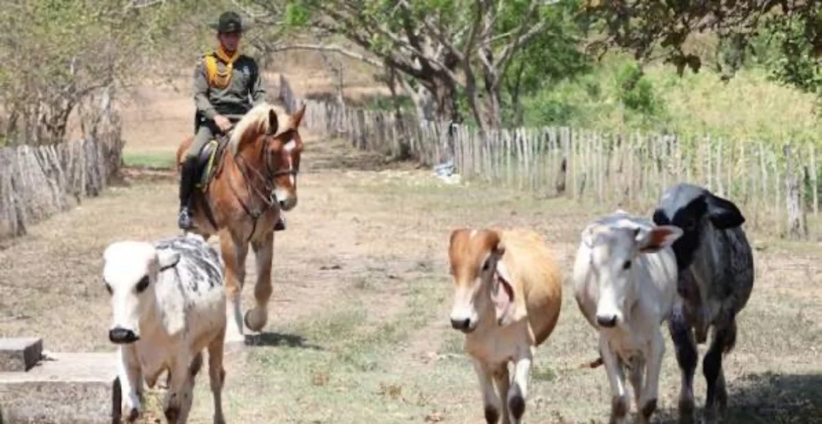 Autoridades anunciaron recompensa de hasta $15 millones por información que permita capturar a los responsables del robo de ganado en Valledupar. Foto: cortesía.