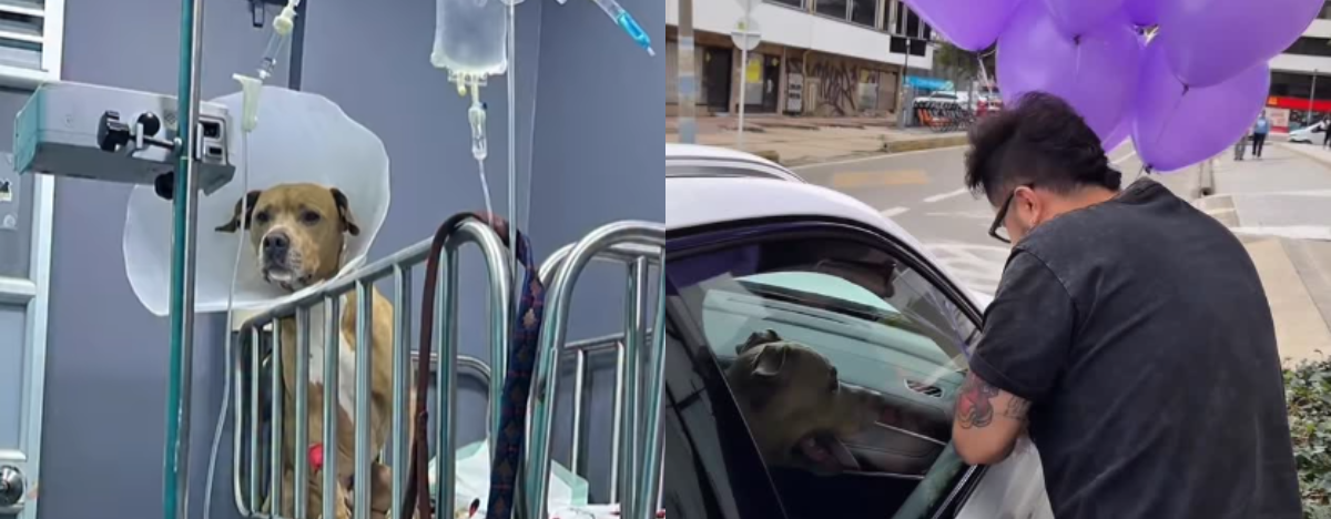 Magnus recorrió Bogotá con su amo anunciando su recuperación. FOTO: REDES SOCIALES.