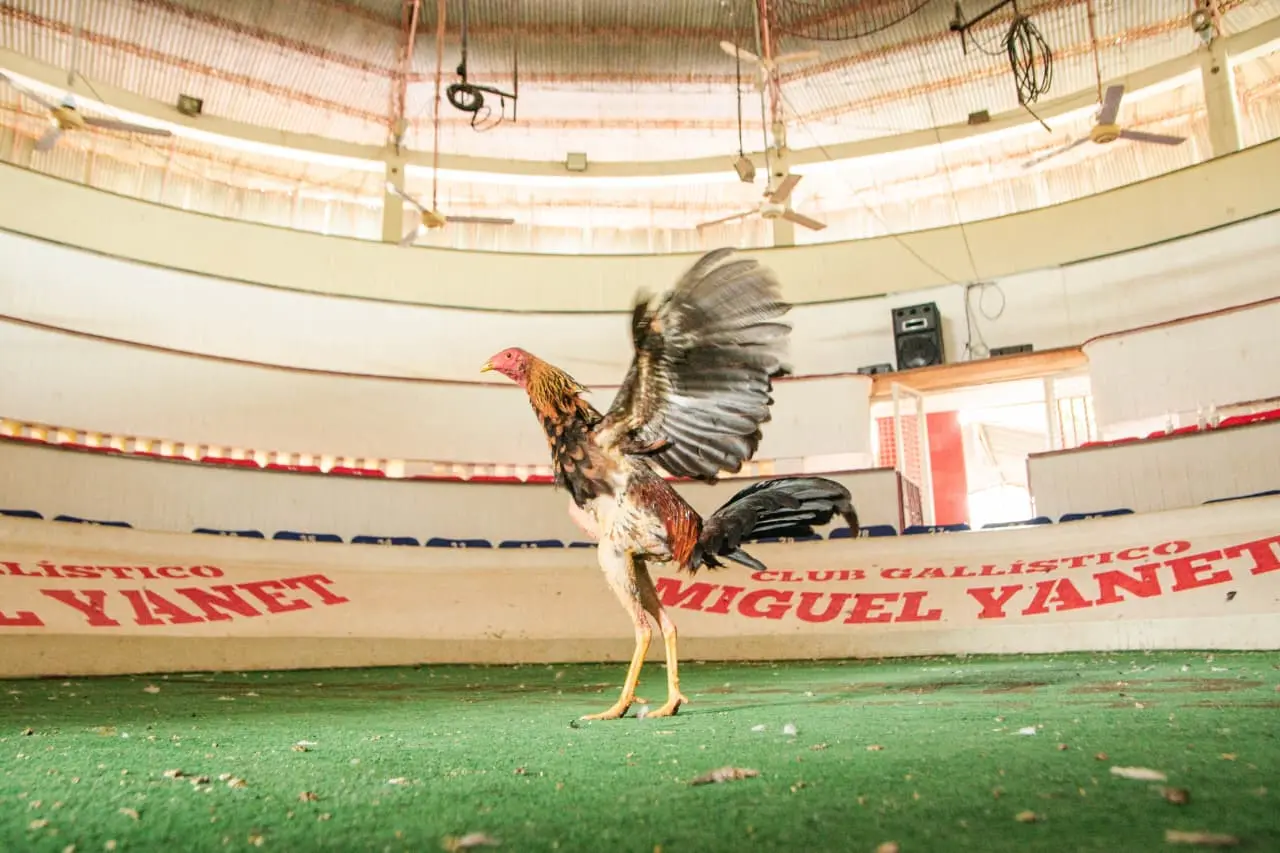 Un gallo de pelea despliega sus plumas durante la rutina de revisión y entrenamiento en la gallera Miguel Yaneth. El ejemplar gallino también está a la expectativa de la decisión de la Corte. Foto: Jesús Ochoa.