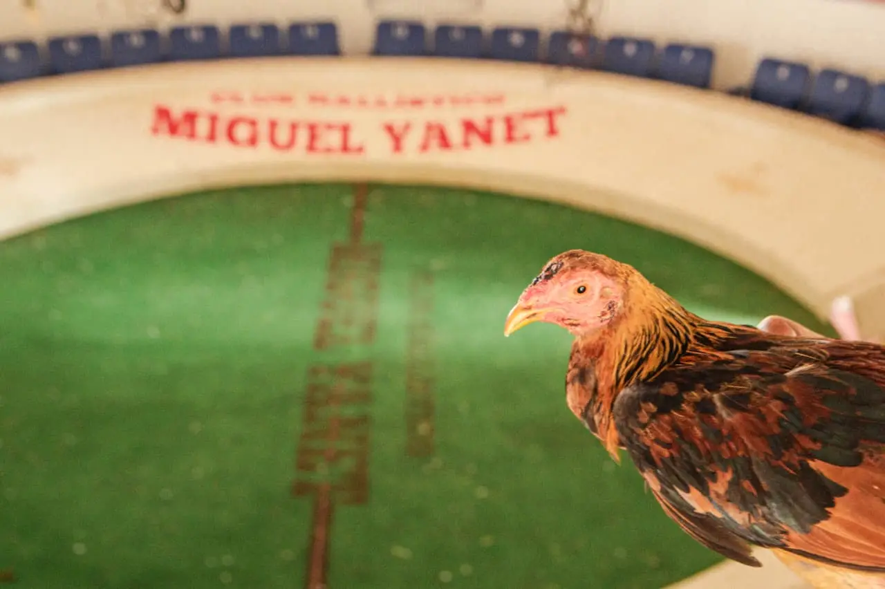 Después de meses de cuidado, entrenamiento y selección, el gallo llega a la gallera, listo para el combate. Foto: Jesús Ochoa.