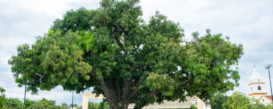 web - Árbol-de-la-plaza-de-mango.