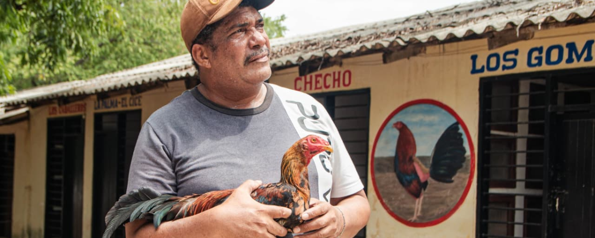 Un cuidador de gallos sostiene uno de los ejemplares mientras conversa con EL PILÓN sobre los oficios y empleos que se derivan de la actividad gallística en Valledupar. Foto: Archivo / EL PILÓN.