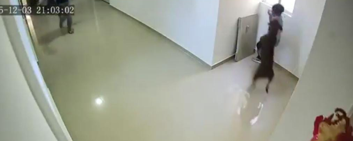 Jaime Andrés Delgado, padre del menor, relató con angustia cómo ocurrió el incidente: “El perro sale del apartamento, se lanza y le muerde la cara, la nariz y la mejilla”.