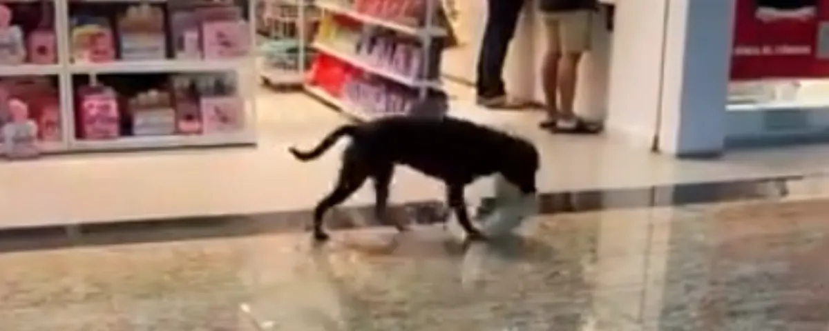 El perrito callejero que conmovió a todos al llevarse un peluche en una tienda Miniso de Yucatán.